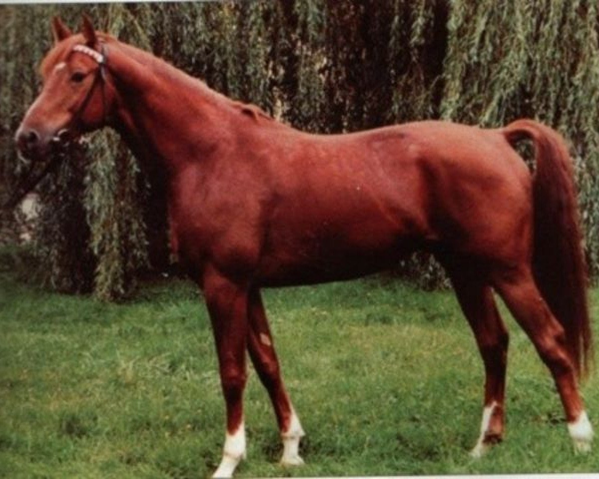 stallion Orsini 2793 (Trakehner, 1984, from Vers II 2632)