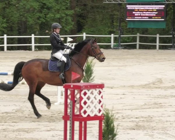 Reitturnier Losheim am See 2022
