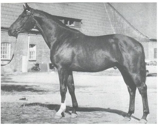 stallion Schiwago (Trakehner, 1974, from Tannenberg) stallion Schiwago (Trakehner, 1974, from Tannenberg)