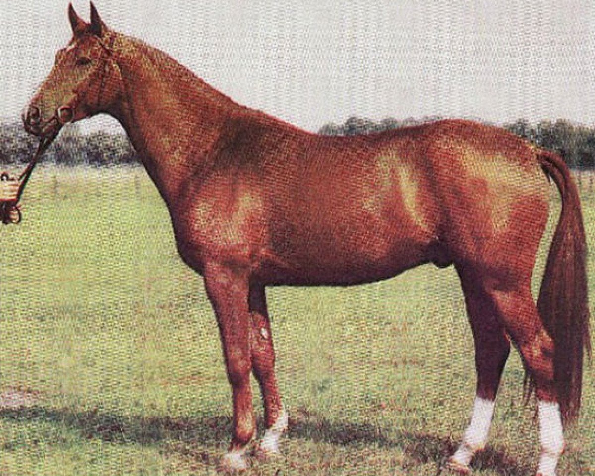 stallion Goldregen II 1443 (Trakehner, 1982, from Altan II 1378)