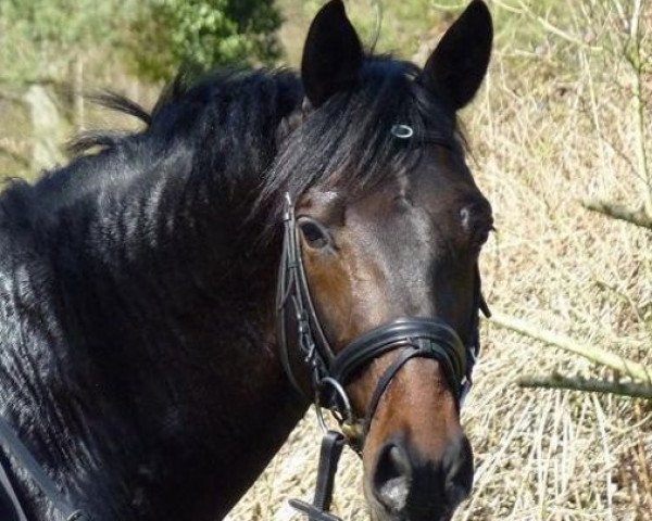 Deckhengst Part of the Game M (Trakehner, 2006, von Hofrat)