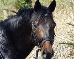 stallion Part of the Game M (Trakehner, 2006, from Hofrat)