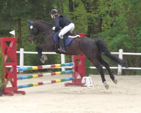 Reitturnier Losheim am See 2022