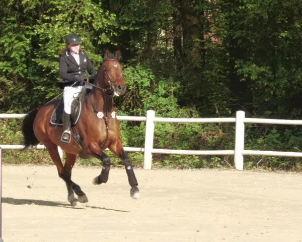 Reitturnier Losheim am See 2022