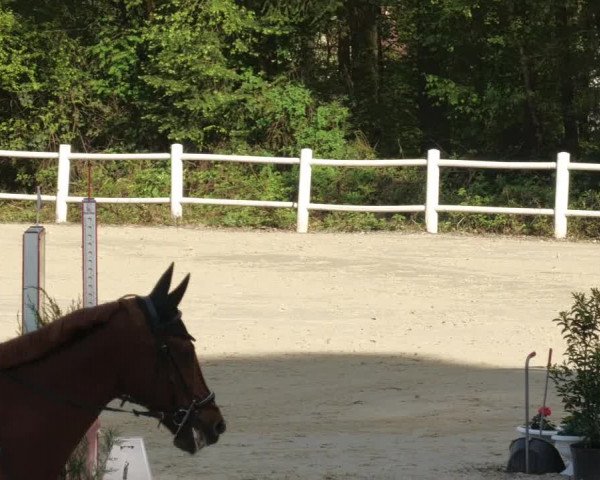 Reitturnier Losheim am See 2022