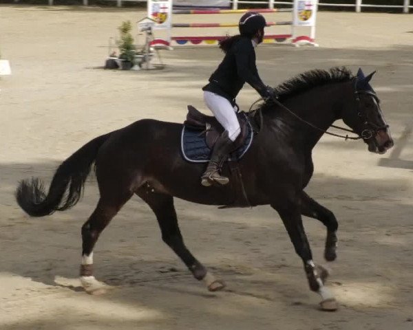 Reitturnier Losheim am See 2022