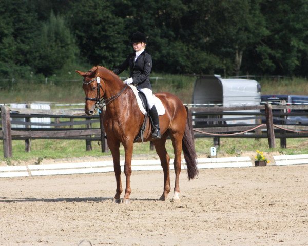 dressage horse Dad's Smiley (Westphalian, 2002, from Douceur)
