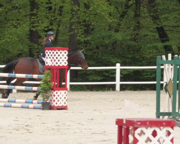 Reitturnier Losheim am See 2022