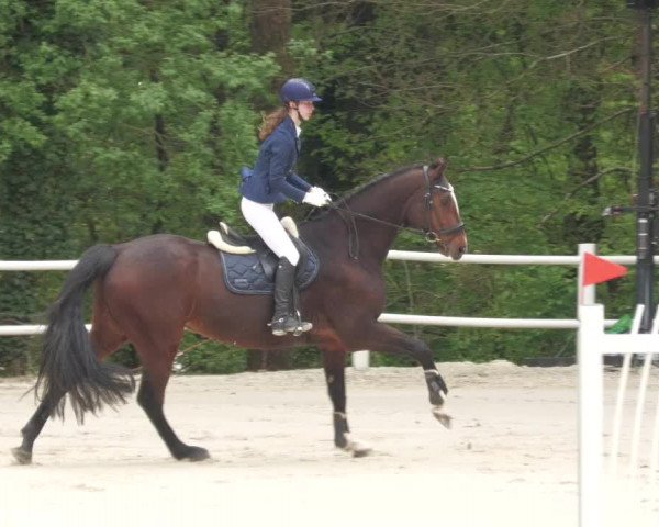 Reitturnier Losheim am See 2022