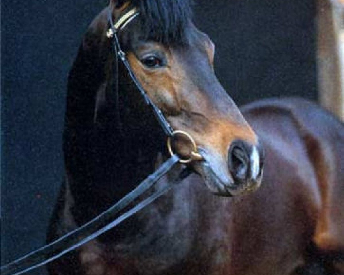 stallion Shannon (Trakehner, 1983, from Tenor)