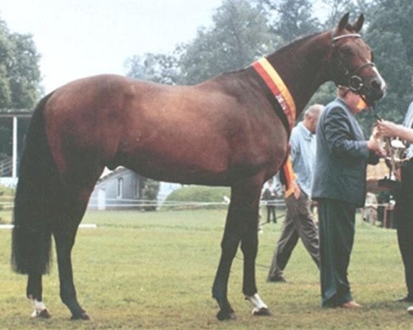 stallion Dorpas AA (Anglo-Arabs, 1984, from Don Pedro xx) stallion Dorpas AA (Anglo-Arabs, 1984, from Don Pedro xx)