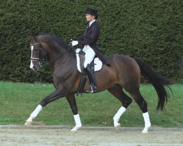 stallion Elitär (Trakehner, 1993, from Arogno) stallion Elitär (Trakehner, 1993, from Arogno)