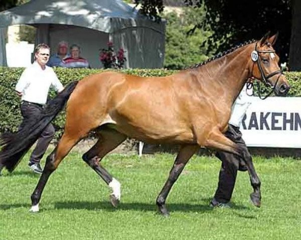 broodmare Schneeflocke VI (Trakehner, 1994, from Michelangelo)