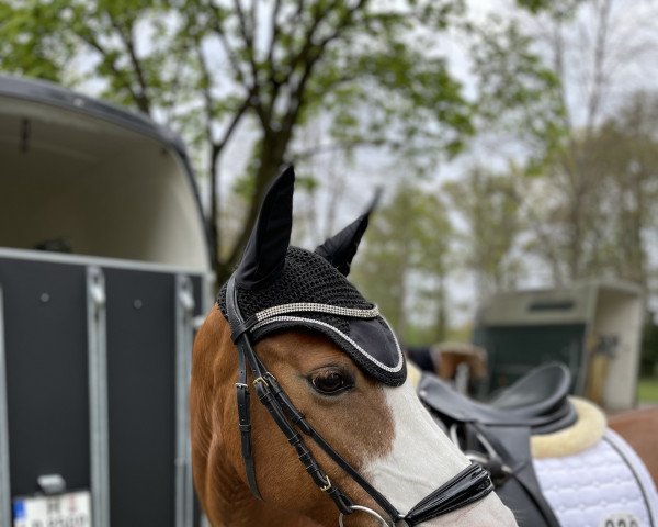 dressage horse Oakland's Josii (German Riding Pony, 2010, from Eiluns Monopoly)
