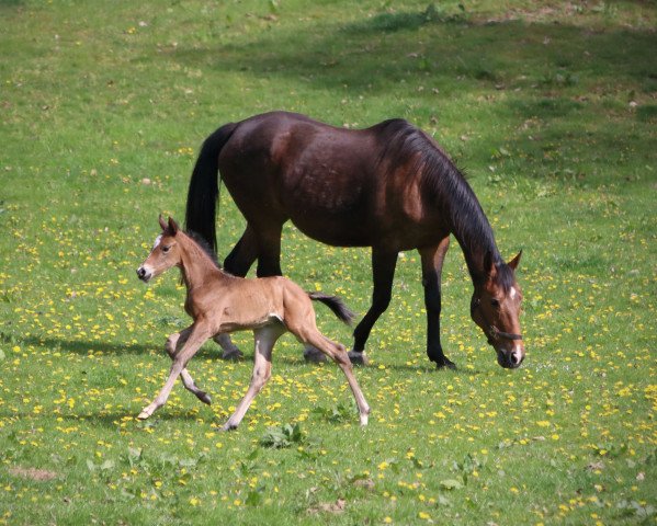 horse Die Da (Hanoverian, 2022, from Doncier)