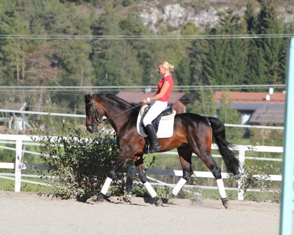 Pferd Caesino (Holsteiner, 2002, von Caretino)