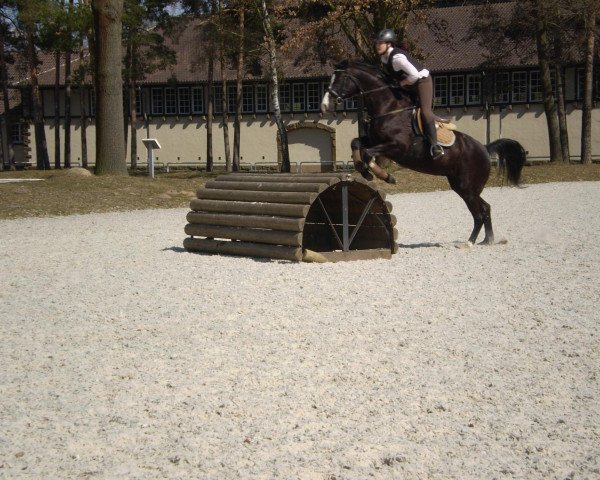 broodmare Donna Viktoria (Westphalian, 2005, from Dresemann)
