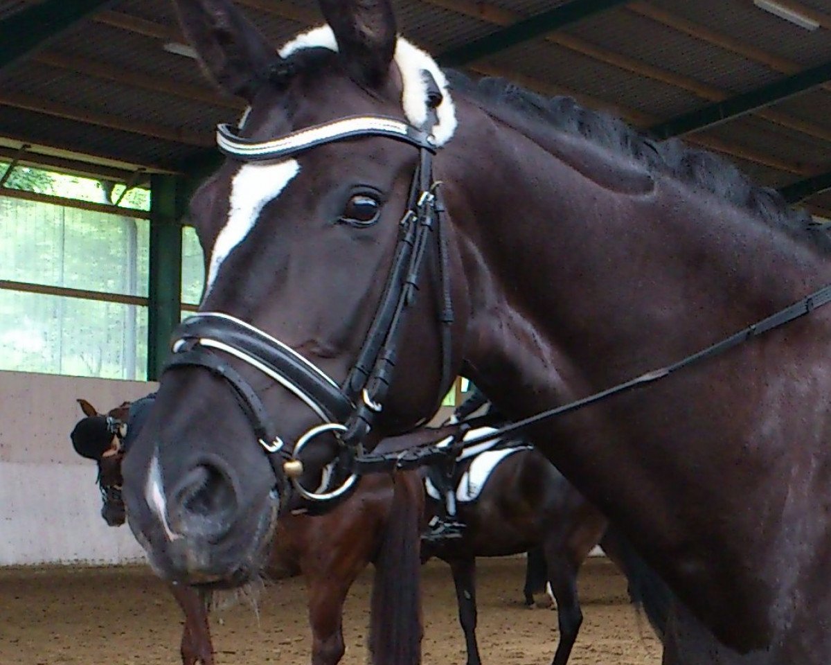 dressage horse Bella Nera (KWPN (Royal Dutch Sporthorse), 2006, from Iglesias)