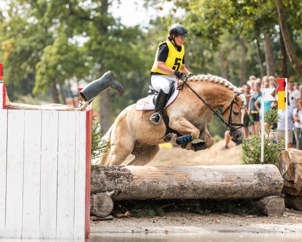 dressage horse Adoro 2 (Oldenburg show jumper, 2012, from Arsenal)