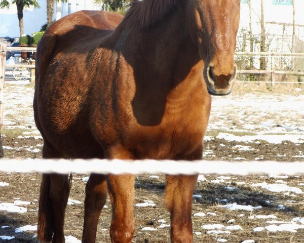broodmare Augustina (Hanoverian, 1988, from Augustinus xx)