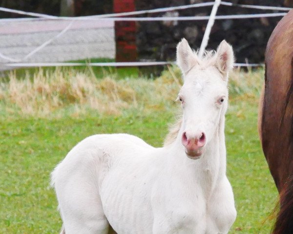 horse Letsfly Crystal Blue (German Riding Pony, 2022, from Steendieks Carlo Carlucci)