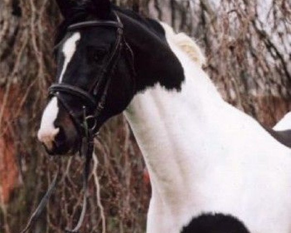 Dressurpferd Toronto (KWPN (Niederländisches Warmblut), 2000, von Gribaldi)