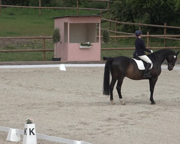 FEI Reitturnier Troisdorf (GER) 2022