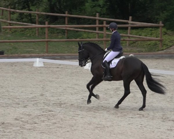 FEI Reitturnier Troisdorf (GER) 2022