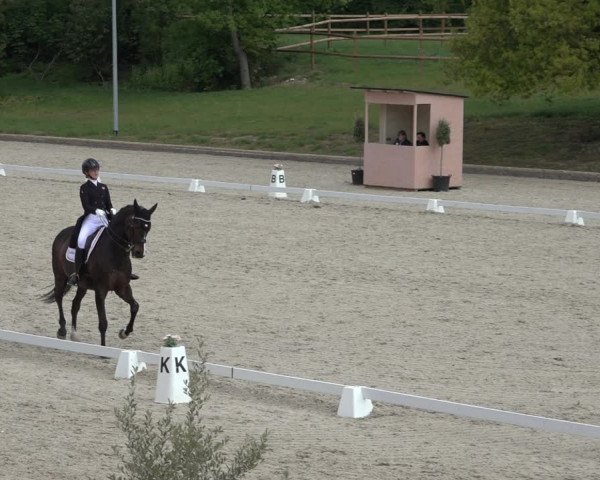 FEI Reitturnier Troisdorf (GER) 2022