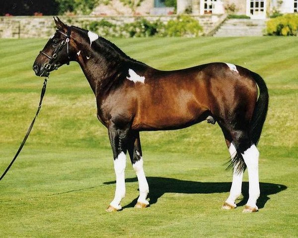 Deckhengst Stanhope's Diddicoy (Hessisches Warmblut, 1988, von Ico) - Quelle: http://www.sporthorse-data.com/