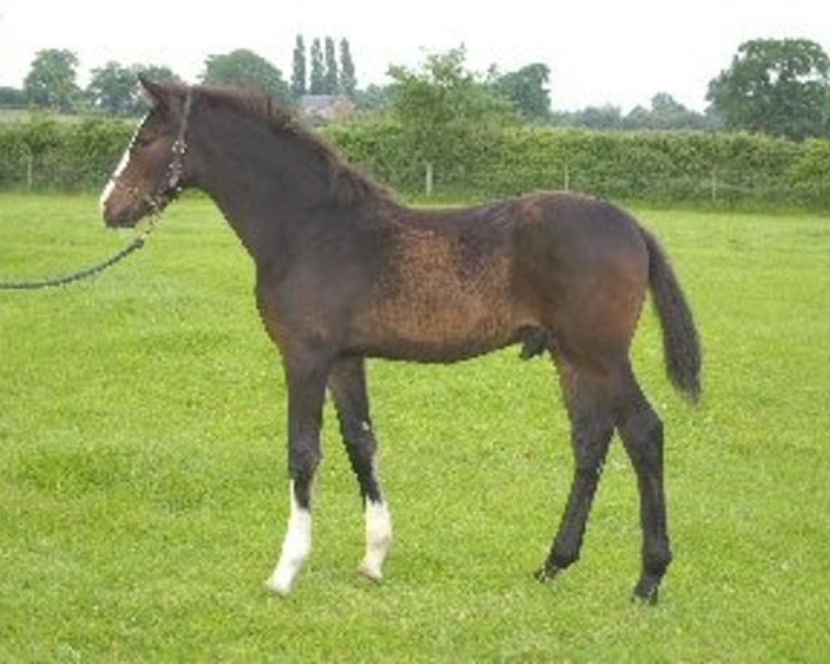 Pferd Buranpour C (Anglo Europäisches Sportpferd, 2006, von Negretto)