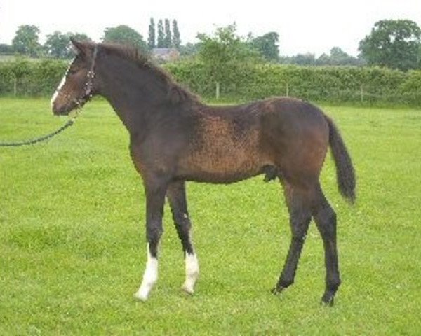 Pferd Buranpour C (Anglo Europäisches Sportpferd, 2006, von Negretto) Pferd Buranpour C (Anglo Europäisches Sportpferd, 2006, von Negretto)