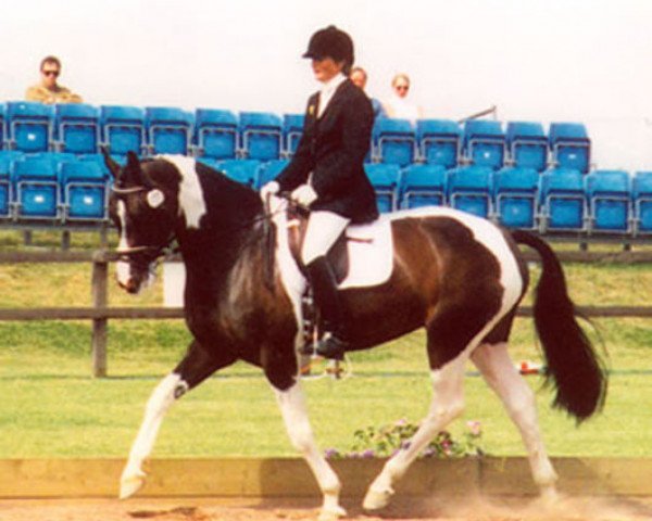 Zuchtstute Madley (KWPN (Niederländisches Warmblut), 1994, von Zuidhorn) Zuchtstute Madley (KWPN (Niederländisches Warmblut), 1994, von Zuidhorn)