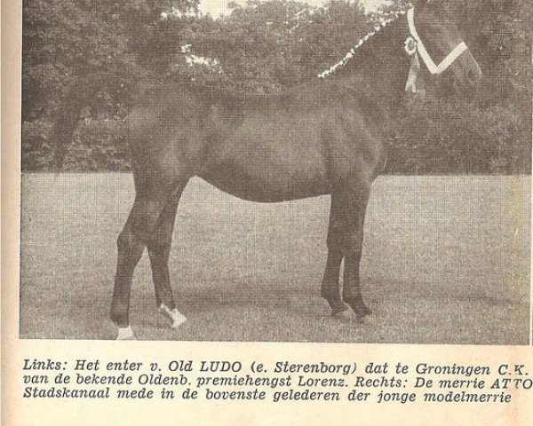 broodmare Erna (KWPN (Royal Dutch Sporthorse), 1957, from Ludo 4004)