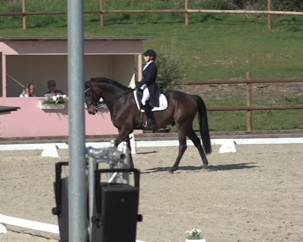 FEI Reitturnier Troisdorf (GER) 2022