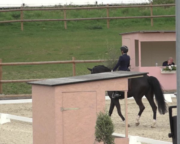 FEI Reitturnier Troisdorf (GER) 2022