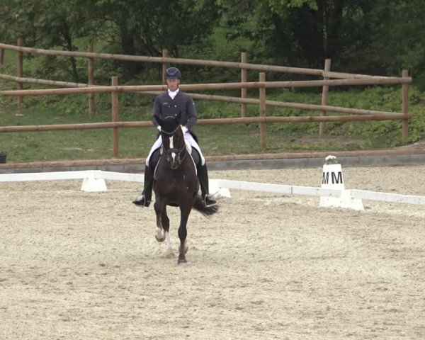 FEI Reitturnier Troisdorf (GER) 2022