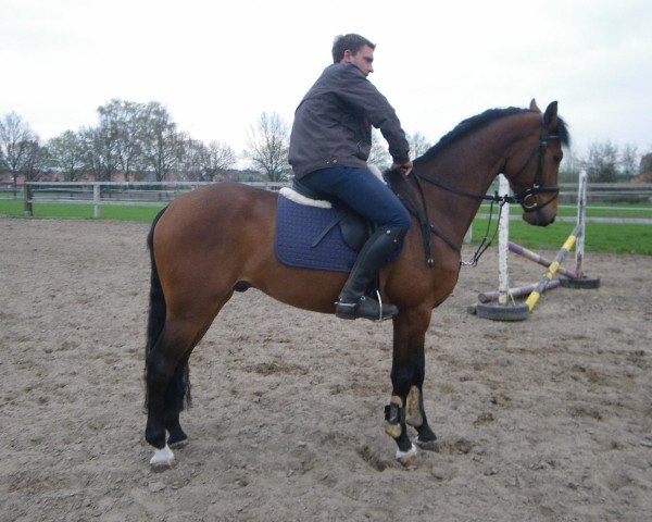 Springpferd Aaragon (Westfale, 2009, von Arpeggio)