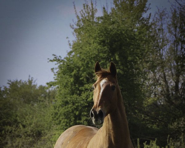broodmare Dara Mac (Westphalian, 2003, from Don Larino 171 FIN) broodmare Dara Mac (Westphalian, 2003, from Don Larino 171 FIN)