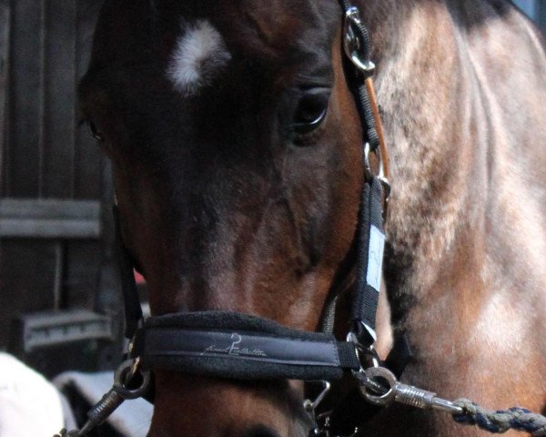 dressage horse Lubicor (Rhinelander, 2002, from Lanciano)