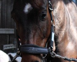 dressage horse Lubicor (Rhinelander, 2002, from Lanciano)