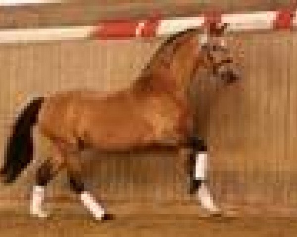 stallion Golden Dream R (Rhinelander, 1993, from Golden Dancer) stallion Golden Dream R (Rhinelander, 1993, from Golden Dancer)