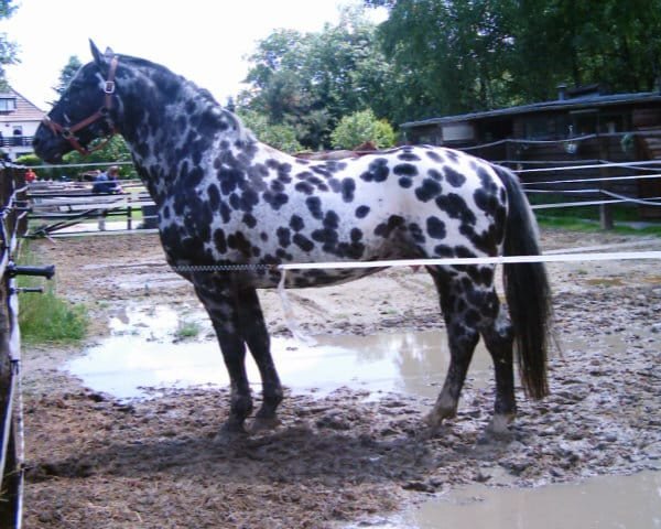 stallion Ursus af Norholm (Knabstrupper, 1991, from Plet af Nørholm) stallion Ursus af Norholm (Knabstrupper, 1991, from Plet af Nørholm)