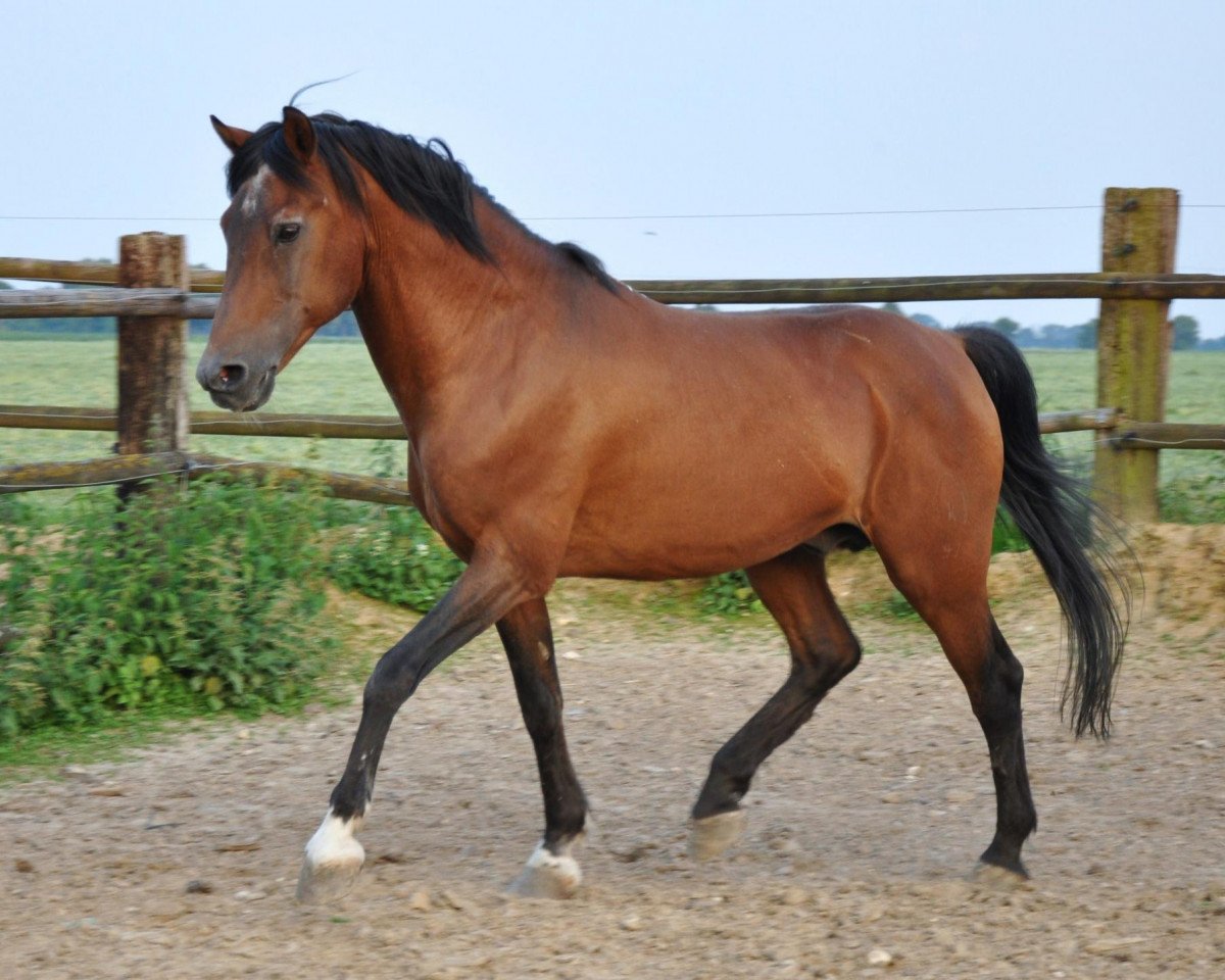 stallion Rakim B 97 (German Riding Pony, 1986, from Razin)
