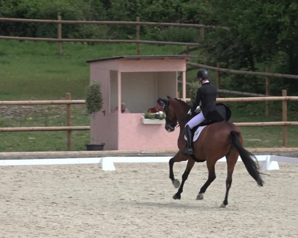 FEI Reitturnier Troisdorf (GER) 2022