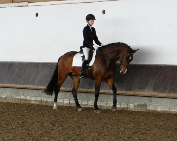 dressage horse Anthony 102 (Westphalian, 2008, from Apreggio)