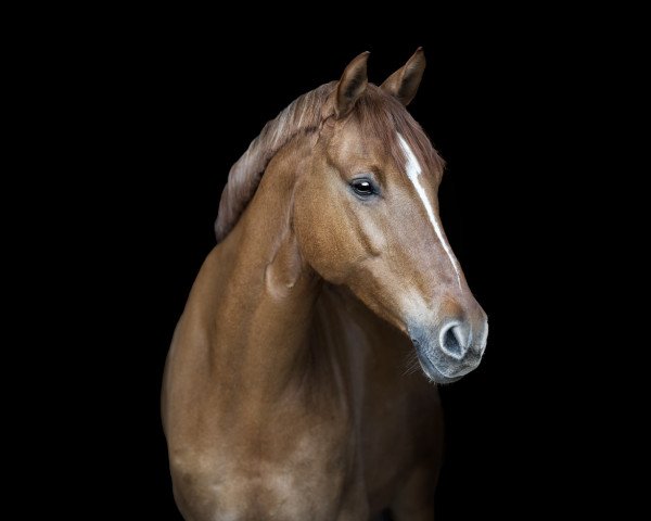 Dressurpferd Dimension‘s Déjà-vu (Deutsches Reitpony, 2015, von Dimension AT NRW)