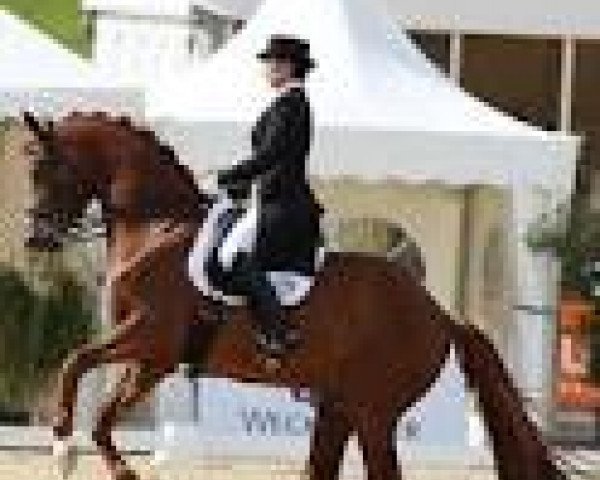 dressage horse Wallenstein 145 (Hanoverian, 1998, from Wolkentanz I)