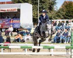 jumper Cortina K 3 (German Sport Horse, 2015, from DSP Colfosco)