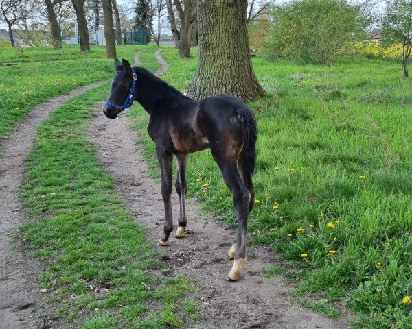 Pferd Daliah (Deutsches Reitpferd, 2022, von Donthargos)